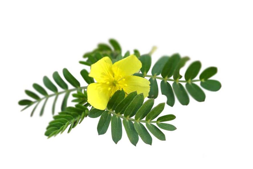 Tribulus terrestris como parte de Glucoren